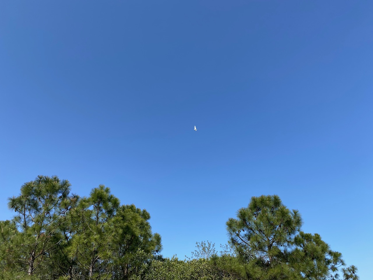 Google 自 2019 年 5 月起发布 Android 安全补丁